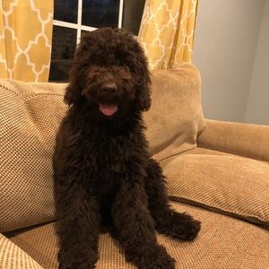 Meet your Posher, Amy